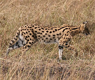 Serval, Masai Mara